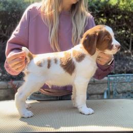 Brittany Puppies from Caliah Brittanys