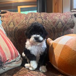 Garnet - Black and white female Bernedoodle puppy in Carmichaels, Pennsylvania from JensenBelle Doodles