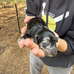 Boba - Dapple female Dachshund puppy in Sandpoint, Idaho from Upper Pack River Mini Dachshunds