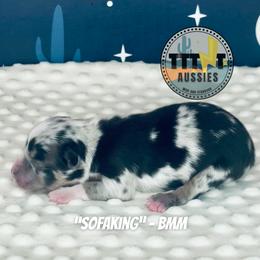 SofaKing - Blue merle male Australian Shepherd puppy in Tucson, Arizona from TTTNT Aussies
