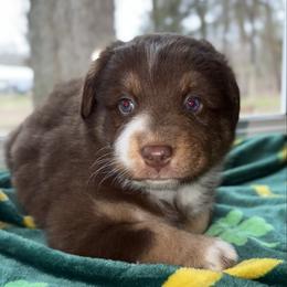 Chai - Red tri-color female Australian Shepherd puppy in Coldwater, Michigan from Northern Star Australian Shepherds