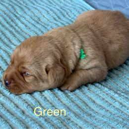 Green collar - Yellow male Labrador Retriever puppy in Big River, California from Cozy Acres Farm Labradors