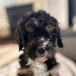 Black collar boy - Tri-color male Bernedoodle puppy in Lake, Michigan from 3 King Doodles & Poodles