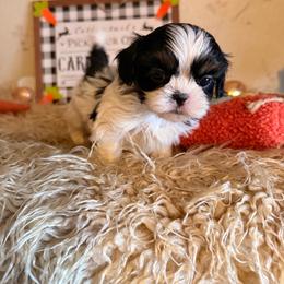 Boy1 - Black and white male Shih Tzu puppy in Hibbing, Minnesota from Iron Range Shih Tzu and Puppies