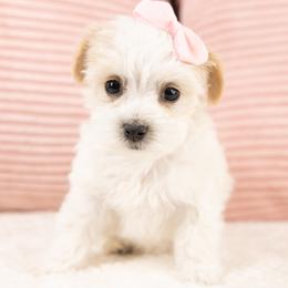 Peach - White female Maltipoo puppy in Salt Lake City, Utah from My Doodle Puppy
