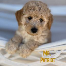 Mr. Patriot - Apricot male Goldendoodle puppy in Sacramento, California from Dandy Doodles Goldendoodles