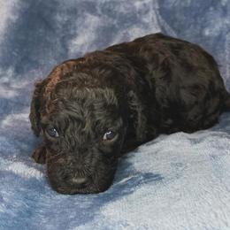 Wick - Black male Cockapoo puppy in Bedford, Iowa from Our Father’s Doodles