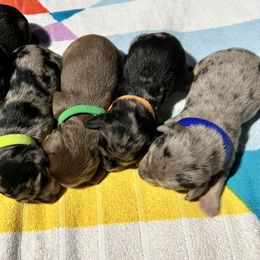 Dachshund Puppies from GypsyDox