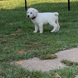 Labrador Retriever Puppies from Ruckus Family Labs