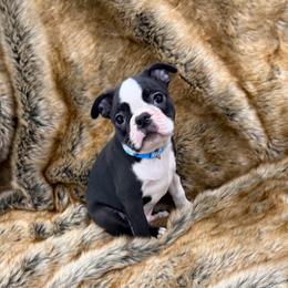Baby blue - Black brindle and white male Boston Terrier puppy in Redlands, California from Off The Hook Boston Buddies