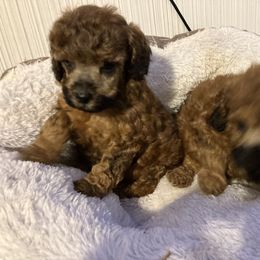 Goldendoodle and Poodle Puppies from South Sound Doodles