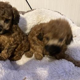 Goldendoodle and Poodle Puppies from South Sound Doodles