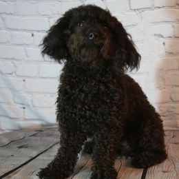 Cavachons, Cavalier King Charles Spaniels, Cavapoos, and Goldendoodles from Manoka's Honeybee