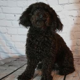 Cavachons, Cavalier King Charles Spaniels, Cavapoos, and Goldendoodles from Manoka's Honeybee