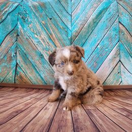 Miniature Australian Shepherd and Toy Australian Shepherd Puppies from Plum Creek Aussies