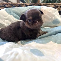 Ledger - Liver and white male Shih Tzu puppy in Trinity, North Carolina from Trinity Shih Tzu