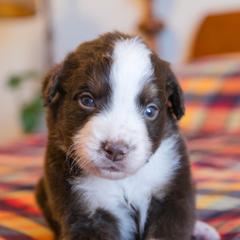 Sol - male Australian Mountain Doodle puppy in Lafayette, Missouri from Brick House Farm Doodles