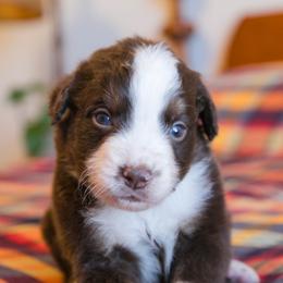 Sol - male Australian Mountain Doodle puppy in Lafayette, Missouri from Brick House Farm Doodles