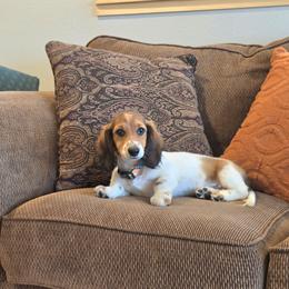 AKC Meet Jasper :) - Piebald male Dachshund puppy in Centerville, Iowa from Barnyard Dachshunds, Dals & Doodles