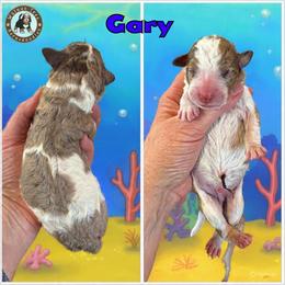 Gary - Merle male Bernedoodle puppy in Banner Elk, North Carolina from Walnut Tree Bernedoodles