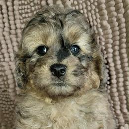 Caterpillar-Blue Merle - Merle female Goldendoodle puppy in Beecher, Illinois from Erica’s Doodles