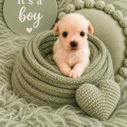 Green Collar - Gold and white male Shorkie puppy in Staten Island, New York from Sensational Shorkies