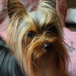 Remi - Yorkshire Terrier