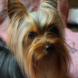 Remi - Yorkshire Terrier
