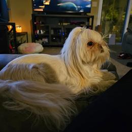 Chloe - White female Shih Tzu puppy in Lancaster, Ohio from Wandering Tzu