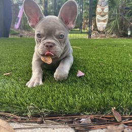 Loki - Tricolors male French Bulldog puppy in Florida from Doxie Rugrats