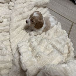 Fred - Piebald male Dachshund puppy in Booneville, Mississippi from Haley's Dachshunds