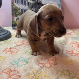 AKC Female 3000 - Red female Dachshund puppy in Summerville, South Carolina from Funk's Four-Legged Friends
