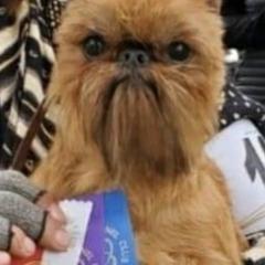 Brussels Griffons from Tracy's Brussels Griffons