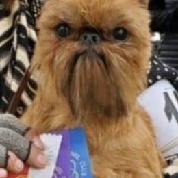 Brussels Griffons from Tracy's Brussels Griffons