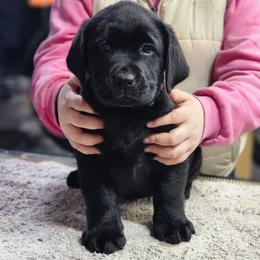 Light Blue Collar - Black female Labrador Retriever puppy in Yelm, Washington from Prince Labradors