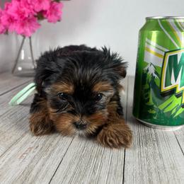 Teacup T-G - Black and tan female Yorkshire Terrier puppy in Dahalonega, Georgia from Country Dog Kennels.