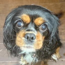 Alana - Cavalier King Charles Spaniel