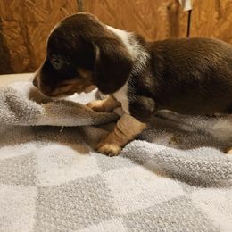George - Chocolate and tan male Dachshund puppy in Stillwater, Oklahoma from Shade Tree Dachshunds