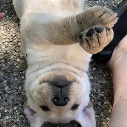 Labrador Retrievers from Belvoir Labrador Retrievers