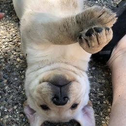 Labrador Retrievers from Belvoir Labrador Retrievers