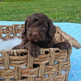 Huck - Brown male Bernedoodle puppy in Russell Springs, Kentucky from 270 Doodles