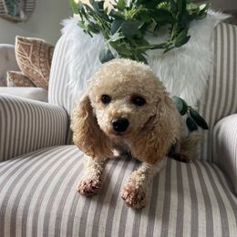 Brandy - Poodle