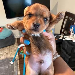 Sable - Chocolate, tan and white male Yorkshire Terrier puppy in Richmond, Virginia from Kizzie's Yorkies