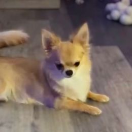 Nunya - Chihuahua