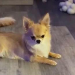 Nunya - Chihuahua