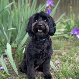 Gypsy - Australian Labradoodle