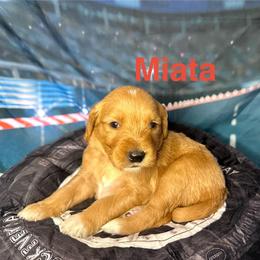 Miata - Red  female Goldendoodle puppy in Chelan, Washington from North Cascades Doodles