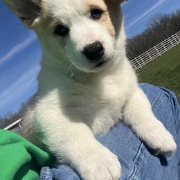 Klaus - White and red male Pembroke Welsh Corgi puppy in Rolla, Missouri from Chapman Corgis