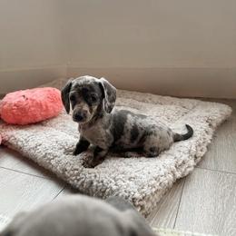 Lullaby - Dapple female Dachshund puppy in San Diego, California from Enchantables