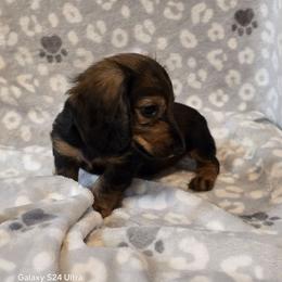 Duke - Red male Dachshund puppy in Tonopah, Arizona from Desert Diamond Dachshunds